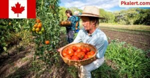 Farm Worker Jobs In Canada With Visa Sponsorship in 2023: Find Your Dream Job and Free visa 2 Farm Worker Jobs In Canada With Visa Sponsorship