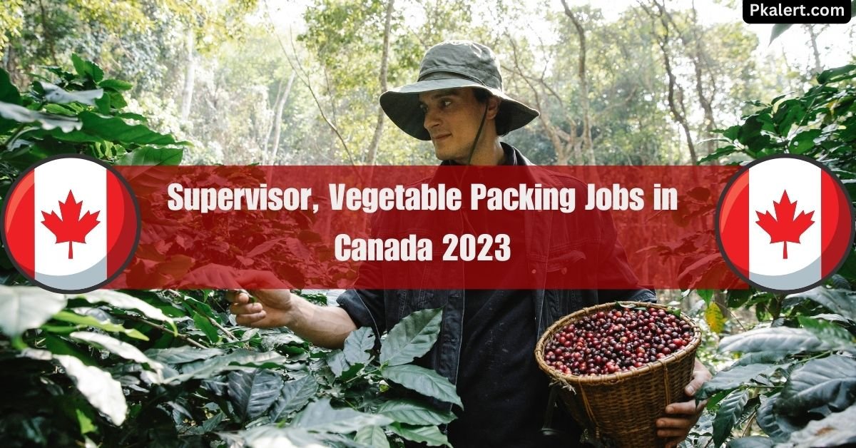 Supervisor, Vegetable Packing Jobs in Canada 2023