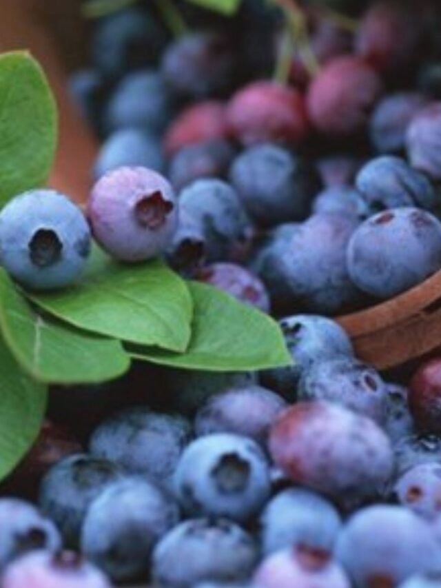 Boost Your Health with Blueberries: A Guide to Their Nutrients
