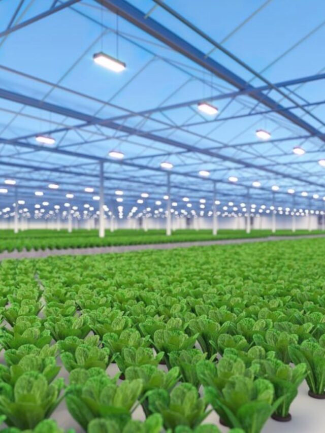 Canada Greenhouse Jobs in April 2024 (Visa Sponsorship Included?)