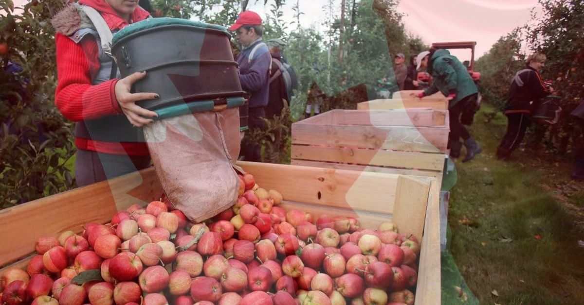 Rai Produce Seeks Fruit Pickers for Dream Job on Canadian Fruit Farm (2024 Season)