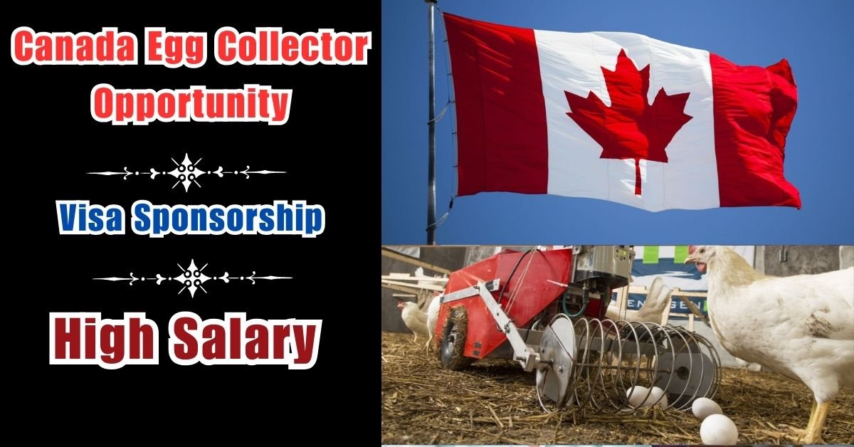 Crack an Egg-cellent Opportunity in Canada: Visa-Sponsored Egg Packing Jobs! 🇨🇦