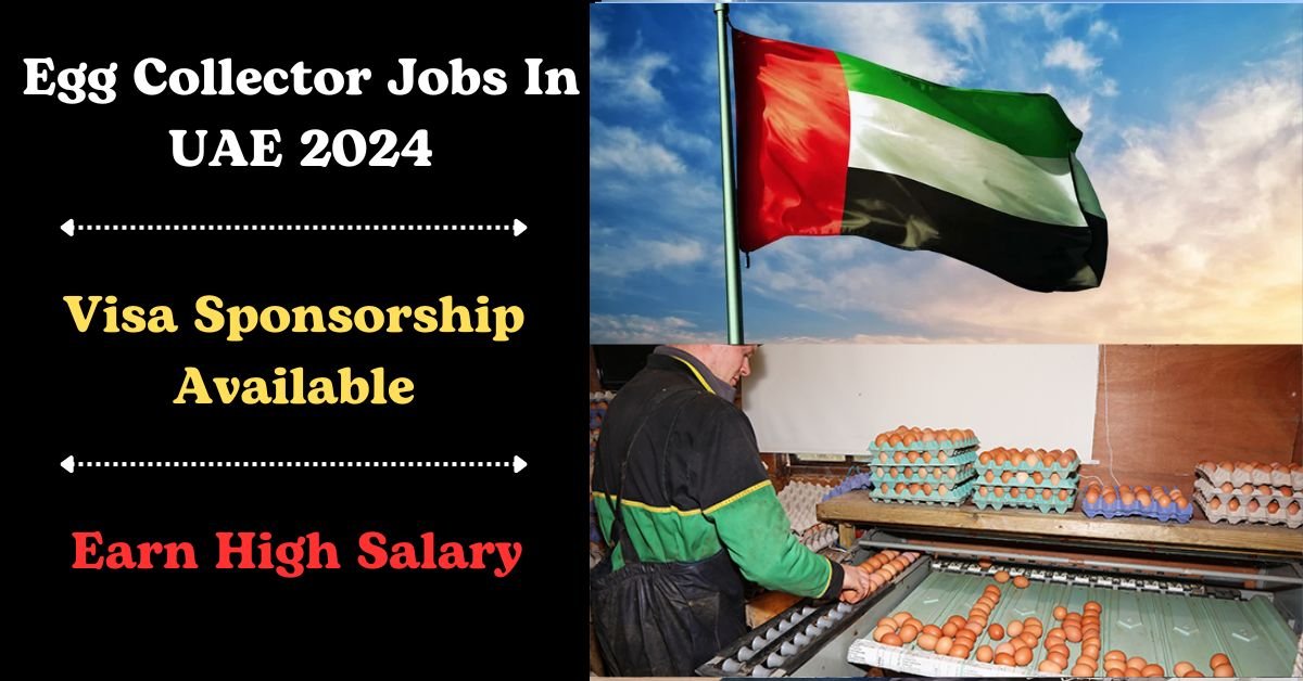 Egg Collector Visa Sponsorship Jobs in UAE 2024
