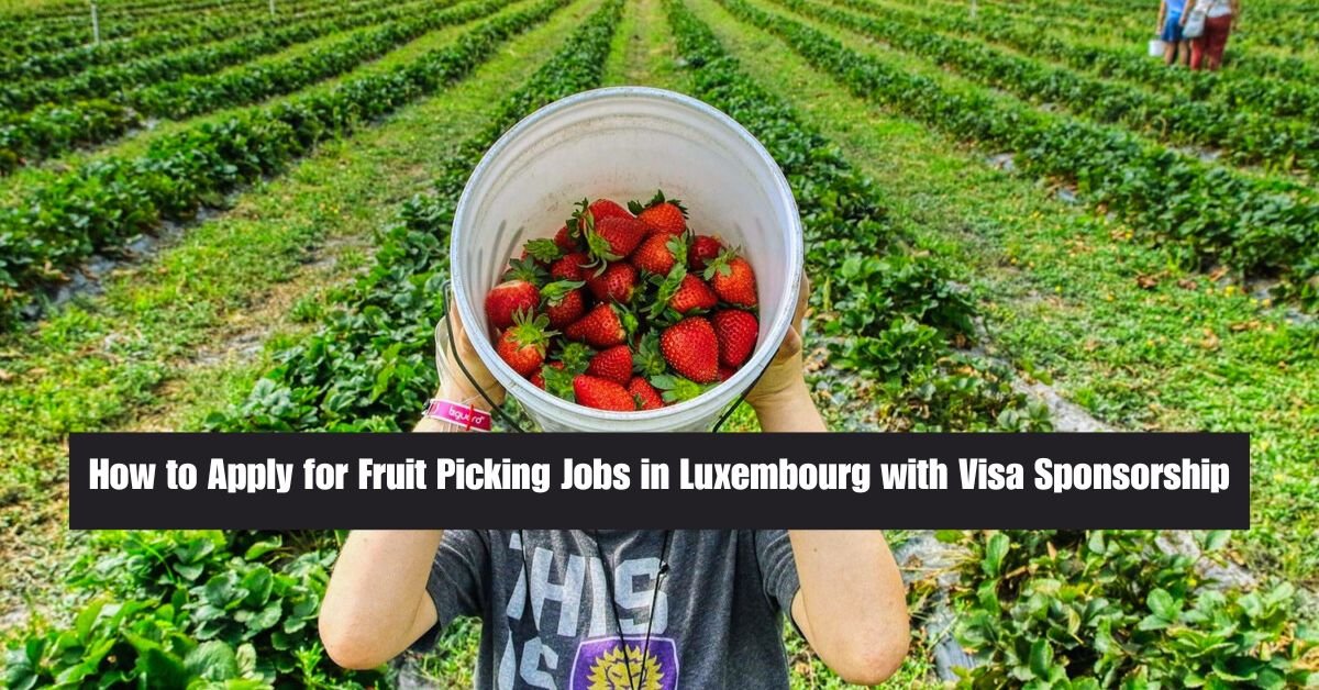 Fruit Picking Jobs in Luxembourg with Visa Sponsorship 2025: Your Ultimate Guide to Opportunities and Application Tips 2 How to Apply for Fruit Picking Jobs in Luxembourg with Visa Sponsorship