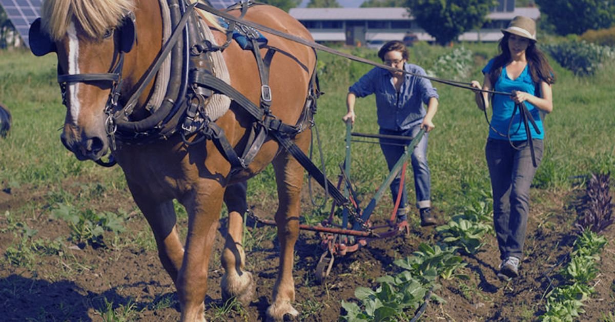 USA Horse Farm Worker Visa Sponsorship Jobs 2025: Your Ultimate Guide 3 USA Horse Farm Worker Visa Sponsorship Jobs 1