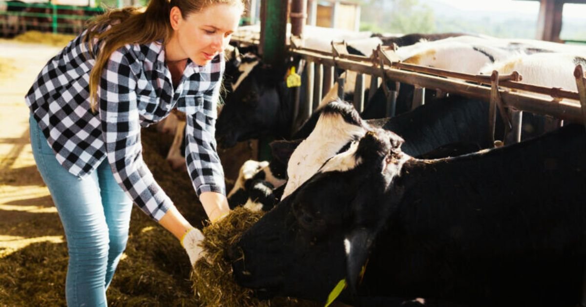 Dairy Farm Assistant Jobs in Ireland with Visa Sponsorship 2025 – Apply Now! 2 Dairy Farm Assistant Jobs in Ireland with Visa Sponsorship 2025