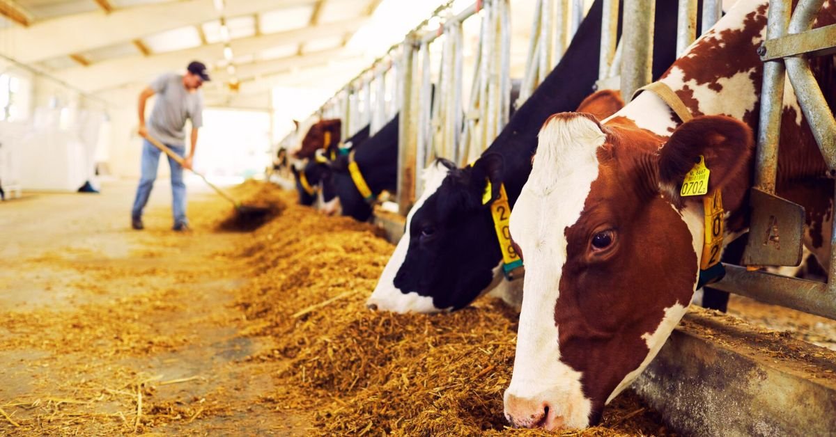 Explore Canada Dairy Farm Worker Jobs with Visa Sponsorship 2025 | Limited Opportunities 2 Explore Canada Dairy Farm Worker Jobs with Visa Sponsorship 2025