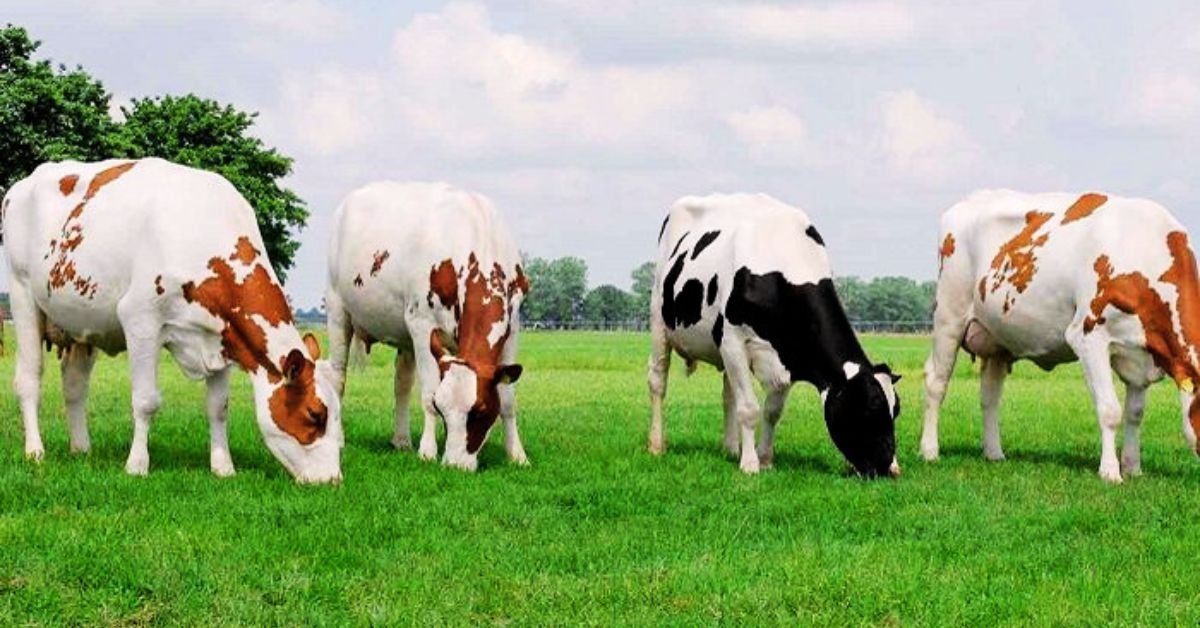 New Zealand Dairy Jobs With Visa Sponsorship 2025: Secure Your Job and Visa Sponsorship Now 2 New Zealand Dairy Jobs With Visa Sponsorship 2025