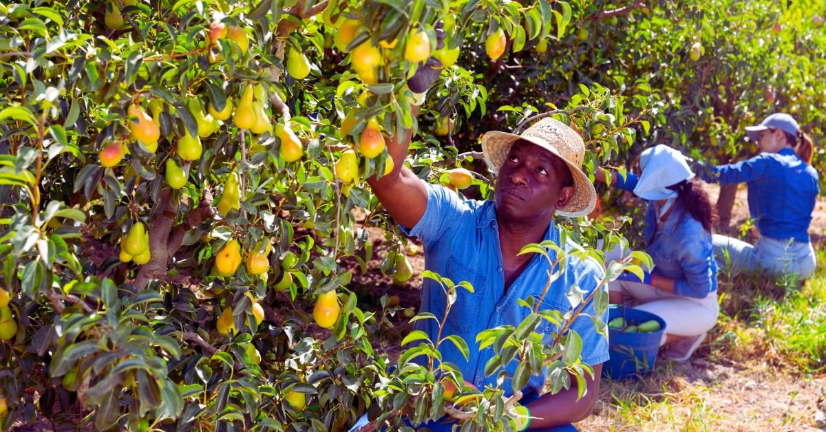 Fruit Picking Jobs in Australia with Visa Sponsorship 2025: Your Ultimate Guide 2 Fruit Picking Jobs in Australia with Visa Sponsorship 2025