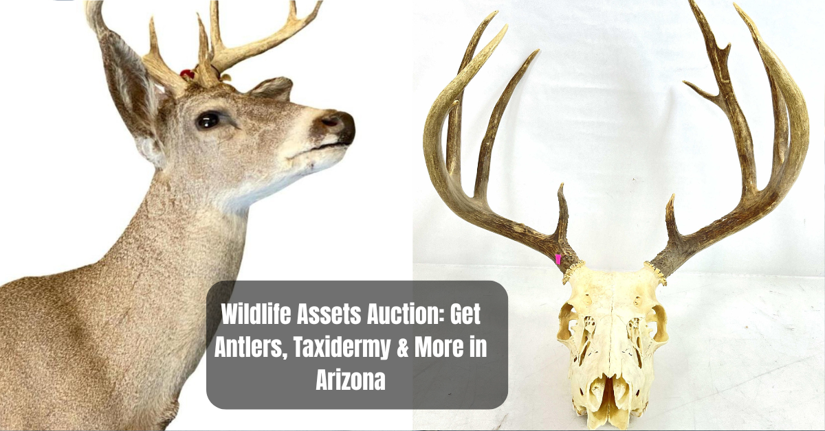 Wildlife Assets Auction: Get Antlers, Taxidermy & More in Arizona