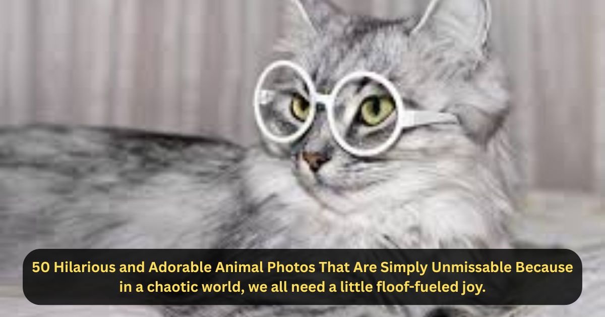 50 Hilarious and Adorable Animal Photos That Are Simply Unmissable Because in a chaotic world we all need a little floof fueled joy. 1