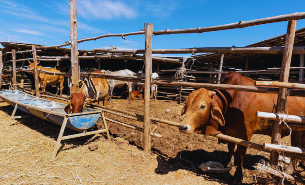 Cow Farm Jobs in Turkey with Visa Sponsorship 2025: A Complete Guide for Foreign Workers 2 Cow farm Jobs in Turkey with Visa Sponsorship 2025