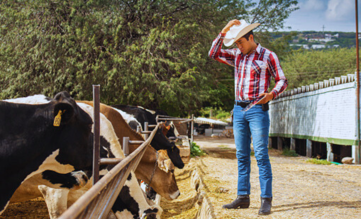Cow Farm Jobs in Turkey with Visa Sponsorship 2025: A Complete Guide for Foreign Workers 3 Cow farm Jobs in Turkey with Visa Sponsorship 2025