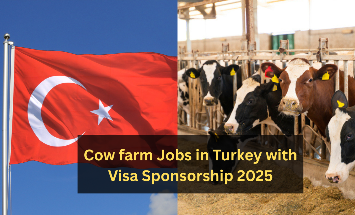 Cow farm Jobs in Turkey with Visa Sponsorship 2025