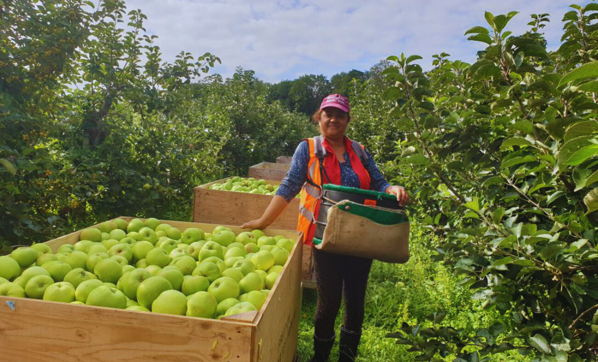 Fruit Picking Jobs in UK with Visa Sponsorship 2025: A Complete Guide 3 Fruit Picking Jobs in UK with Visa Sponsorship 2025