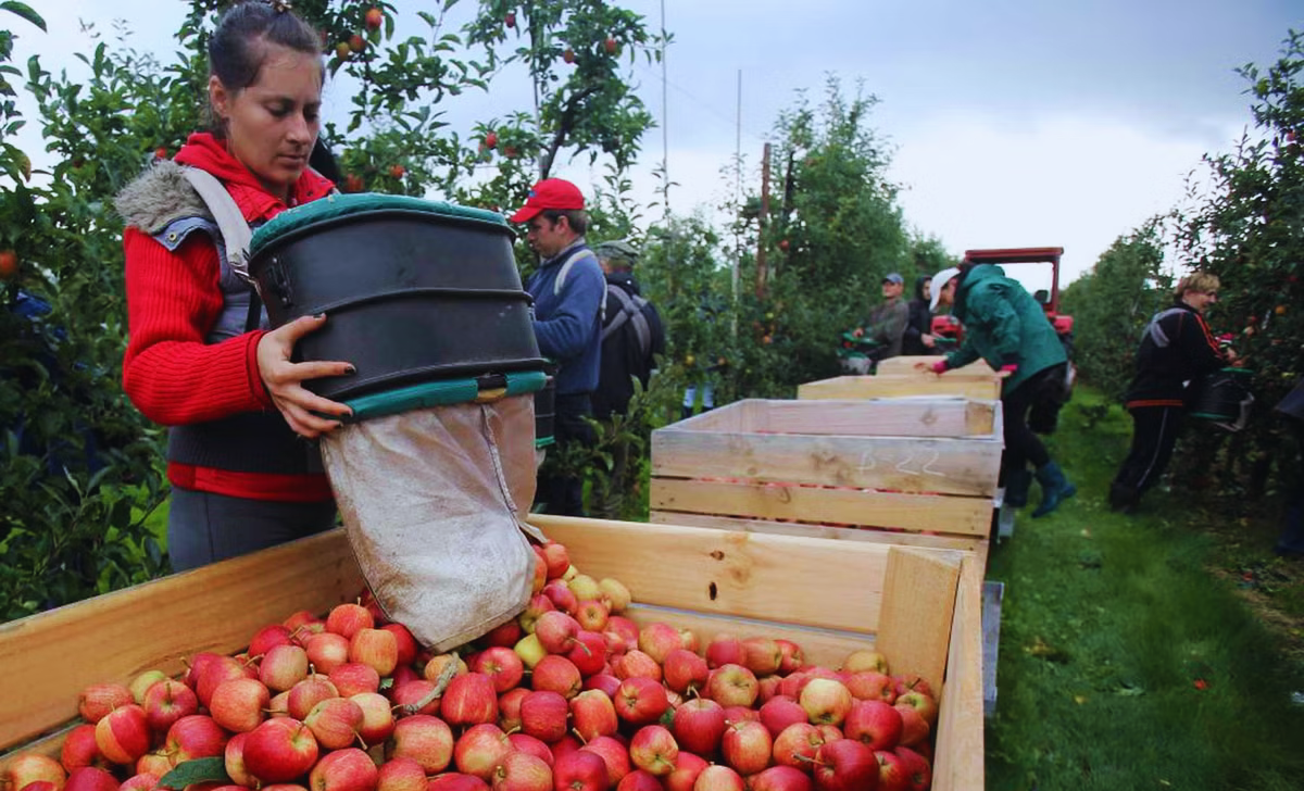 Fruit Picking Jobs in UK with Visa Sponsorship 2025: A Complete Guide 2 Fruit Picking Jobs in UK with Visa Sponsorship 2025