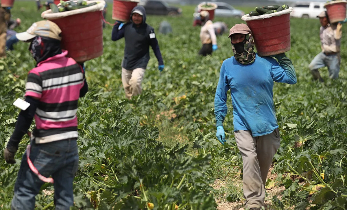 Italy Farm Working Jobs with Visa Sponsorship 2025: A Complete Guide 2 Italy Farm Working Jobs with Visa Sponsorship 2025