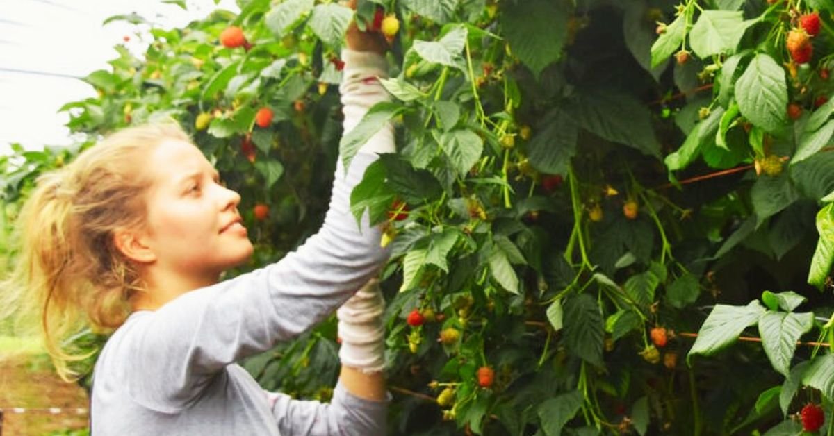 Fruit Picking & Farm Work Jobs in Canada with Visa Sponsorship 2025: Apply Now 2 Fruit Picking & Farm Work Jobs in Canada with Visa Sponsorship 2025