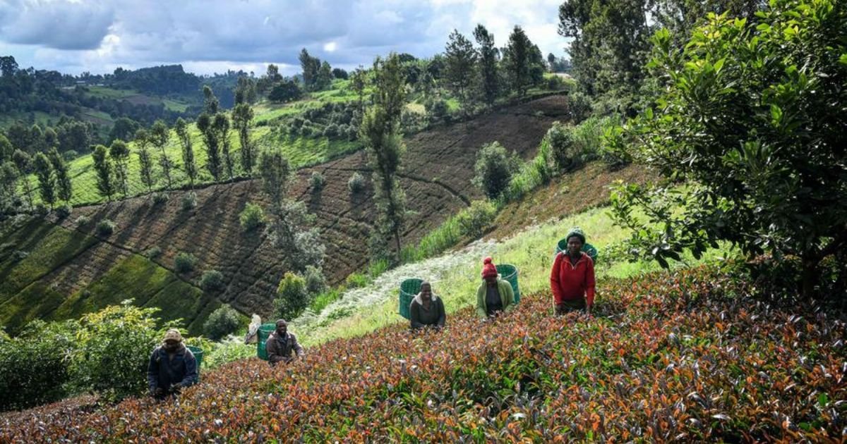 🇲🇦 Morocco Commits to More Kenyan Tea and Coffee A Game Changer for East African Farmers 🇰🇪 2 🇲🇦 Morocco Commits to More Kenyan Tea and Coffee A Game Changer for East African Farmers 🇰🇪