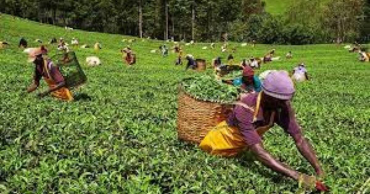 🇲🇦 Morocco Commits to More Kenyan Tea and Coffee A Game Changer for East African Farmers 🇰🇪 3 🇲🇦 Morocco Commits to More Kenyan Tea and Coffee A Game Changer for East African Farmers 🇰🇪
