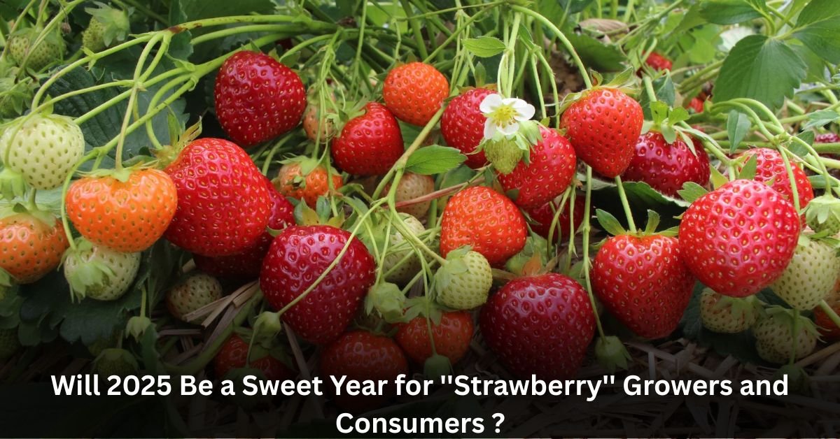 Will 2025 Be a Sweet Year for ''Strawberry'' Growers and Consumers ? 1 Add a heading 5 5