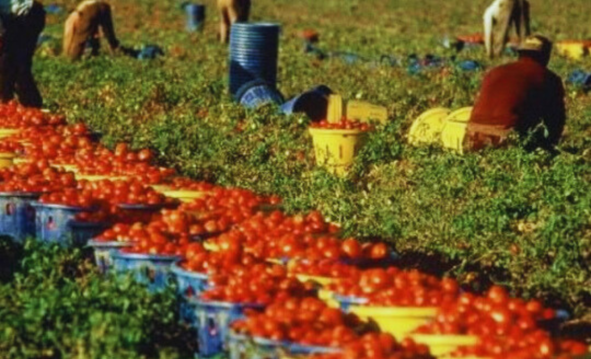 Agriculture Jobs in Italy with Visa Sponsorship 2025 3 Agriculture Jobs in Italy with Visa Sponsorship 2025