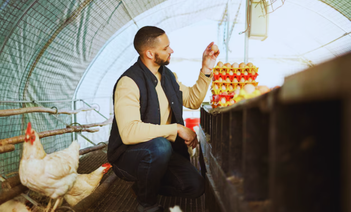 Egg Collector and Farm Worker Jobs Turkey with Visa Sponsorship 2025 2 Egg Collector and Farm Worker Jobs Turkey with Visa Sponsorship 2025