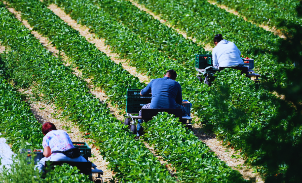 Farm Worker Jobs in Canada with Visa Sponsorship 2025: Your Guide to Securing Employment 3 Farm Worker Jobs in Canada with visa sponsorship 2025