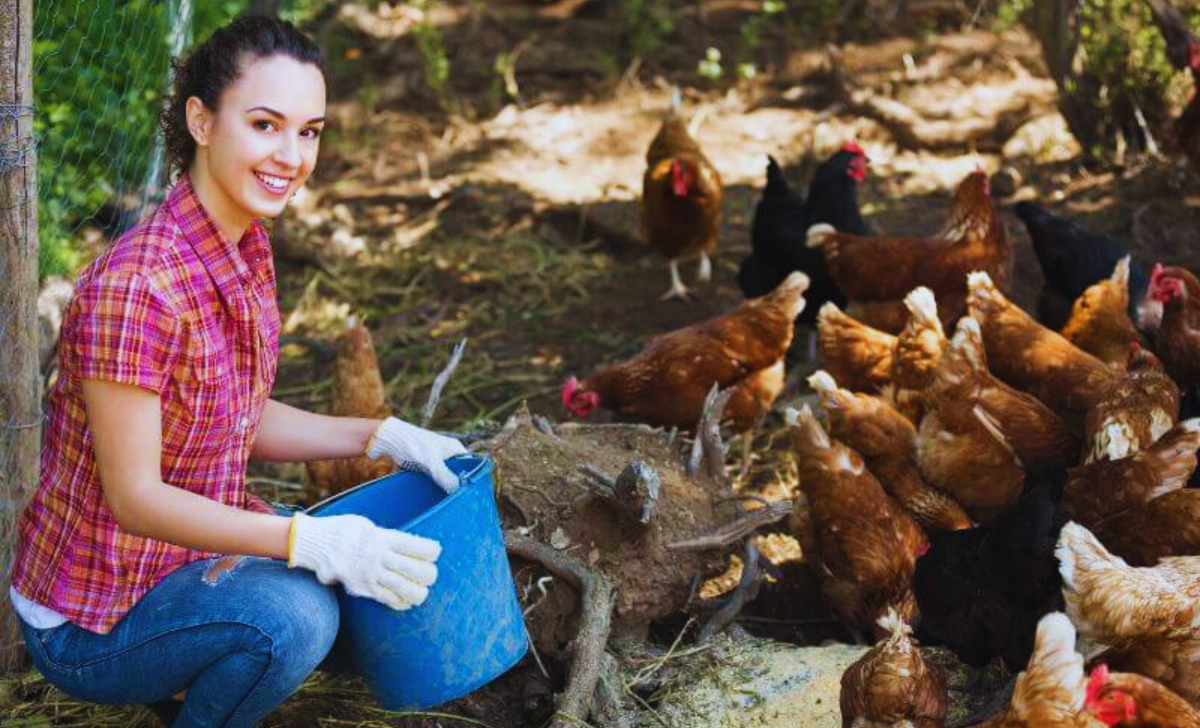 Poultry Farming Jobs in South Africa with Visa Sponsorship 2025: A Complete Guide 2 Poultry Farming Jobs in South Africa with visa sponsorship 2025