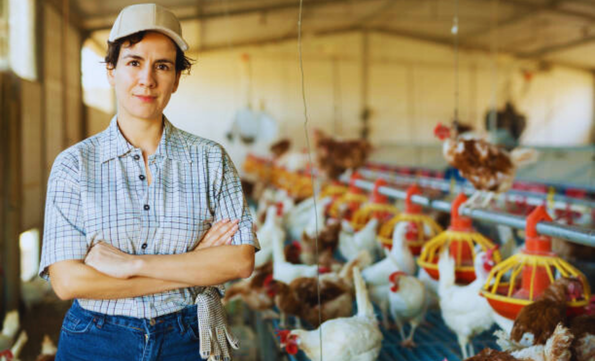 Poultry Farming Jobs in South Africa with Visa Sponsorship 2025: A Complete Guide 3 Poultry Farming Jobs in South Africa with visa sponsorship 2025