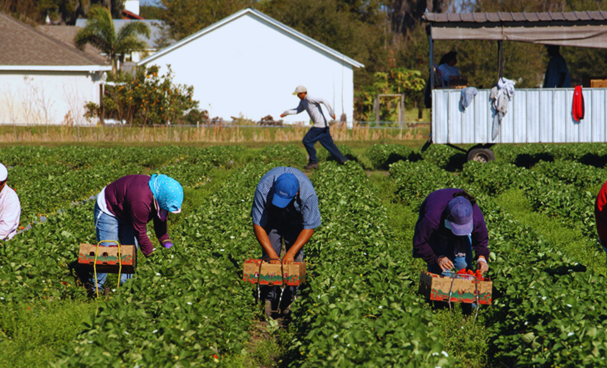 Farm Worker Jobs in Canada with Visa Sponsorship 2025: Your Guide to Securing Employment 2 Farm Worker Jobs in Canada with visa sponsorship 2025