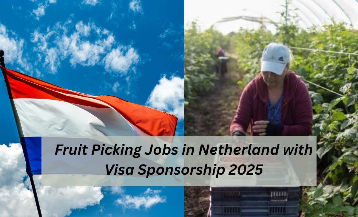Fruit Picking Jobs in Netherlands with Visa Sponsorship 2025