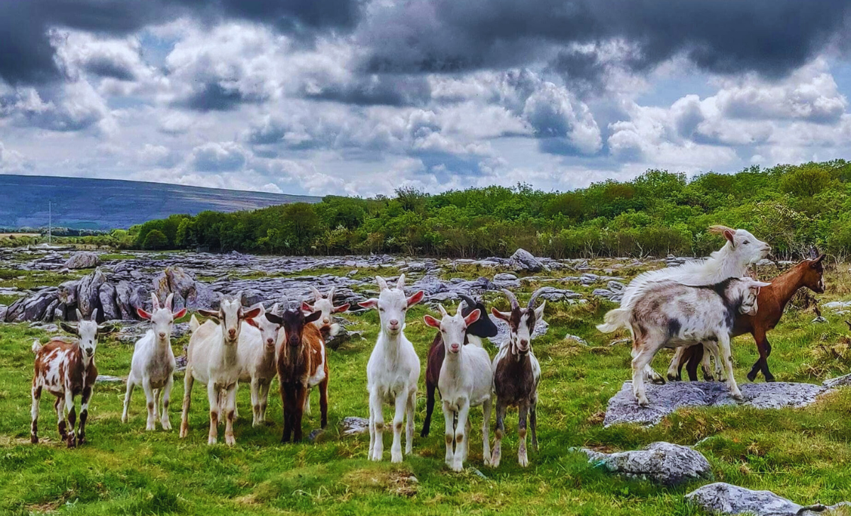 Goat Farm Jobs in New Zealand with Visa Sponsorship 2025: A Complete Guide 2 Goat Farm Jobs in New Zealand with Visa Sponsorship 2025