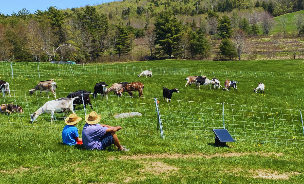 Goat Farm Jobs in New Zealand with Visa Sponsorship 2025: A Complete Guide 3 Goat Farm Jobs in New Zealand with Visa Sponsorship 2025