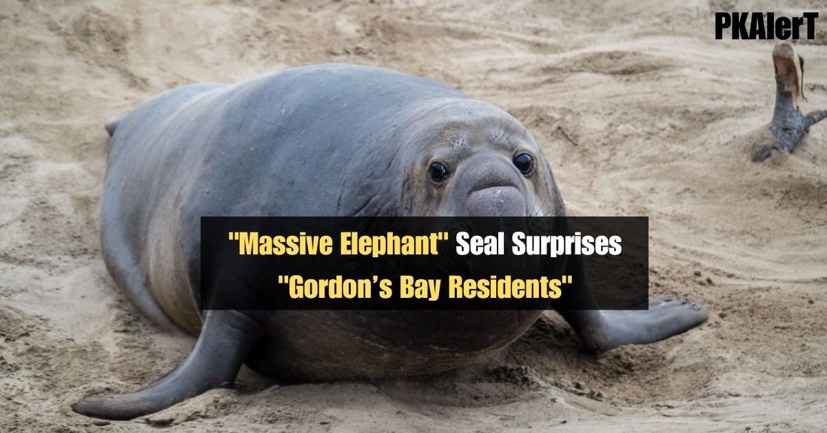 "Massive Elephant" Seal Surprises "Gordon’s Bay Residents" 2 "Massive Elephant" Seal Surprises "Gordon’s Bay Residents"