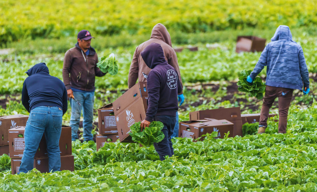 Harvesting Labour Jobs in Canada with Visa Sponsorship 2025: Your Ultimate Guide 3 Harvesting Labour Jobs in Canada with Visa Sponsorship 2025