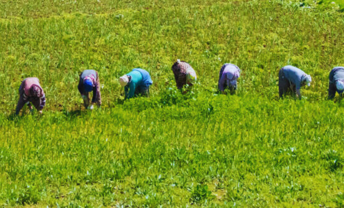 Harvesting Labour Jobs in Canada with Visa Sponsorship 2025: Your Ultimate Guide 2 Harvesting Labour Jobs in Canada with Visa Sponsorship 2025