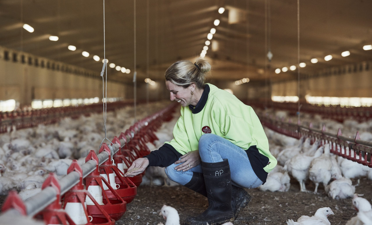 Hen Farm Job in Turkey with Visa Sponsorship 2025: Your Complete Guide 3 Hen Farm Job in Turkey with visa sponsorship 2025