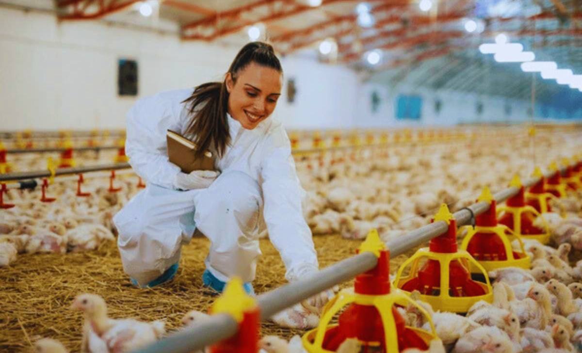 Hen Farm Job in Turkey with Visa Sponsorship 2025: Your Complete Guide 2 Hen Farm Job in Turkey with visa sponsorship 2025