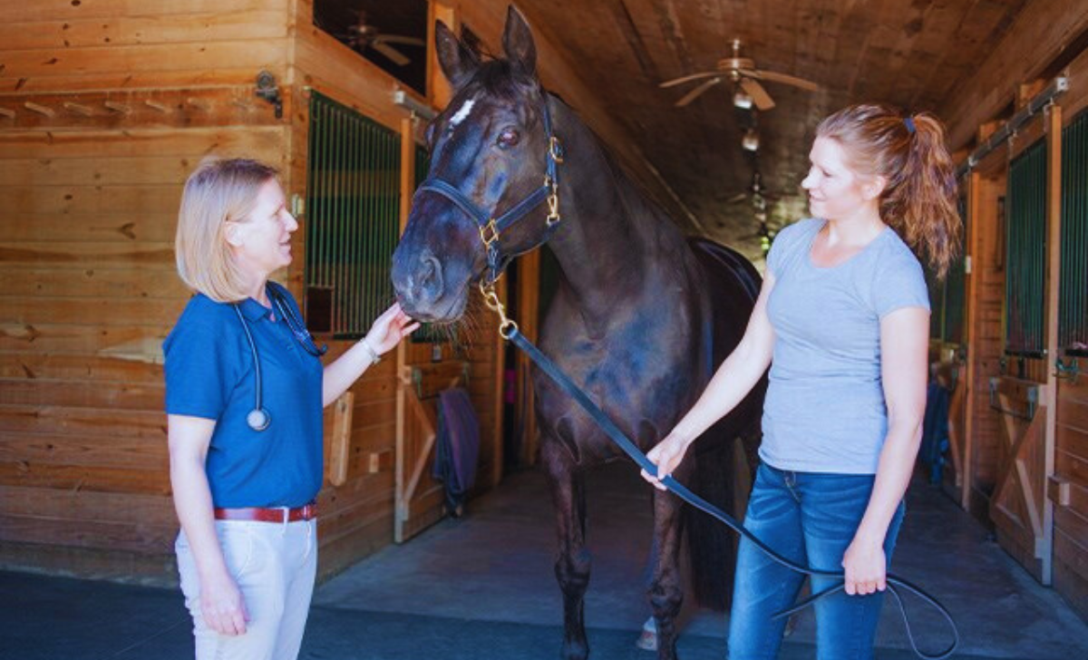 Horse Care Jobs in Turkey with Visa Sponsorship 2025: Your Ultimate Guide 3 Horse Care Jobs in Turkey with Visa Sponsorship 2025