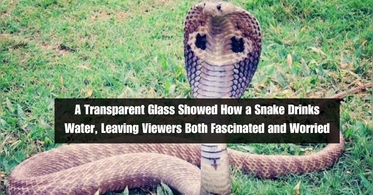 A Transparent Glass Showed How a Snake Drinks Water, Leaving Viewers Both Fascinated and Worried 2 A Transparent Glass Showed How a Snake Drinks Water, Leaving Viewers Both Fascinated and Worried