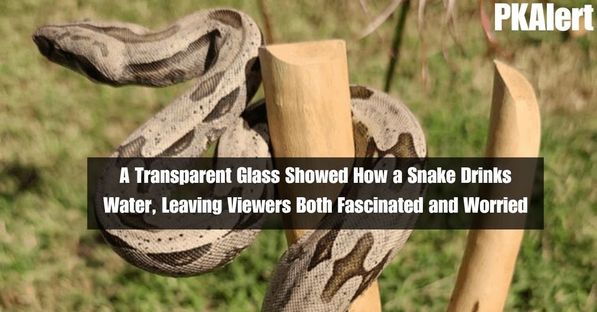 A Transparent Glass Showed How a Snake Drinks Water, Leaving Viewers Both Fascinated and Worried