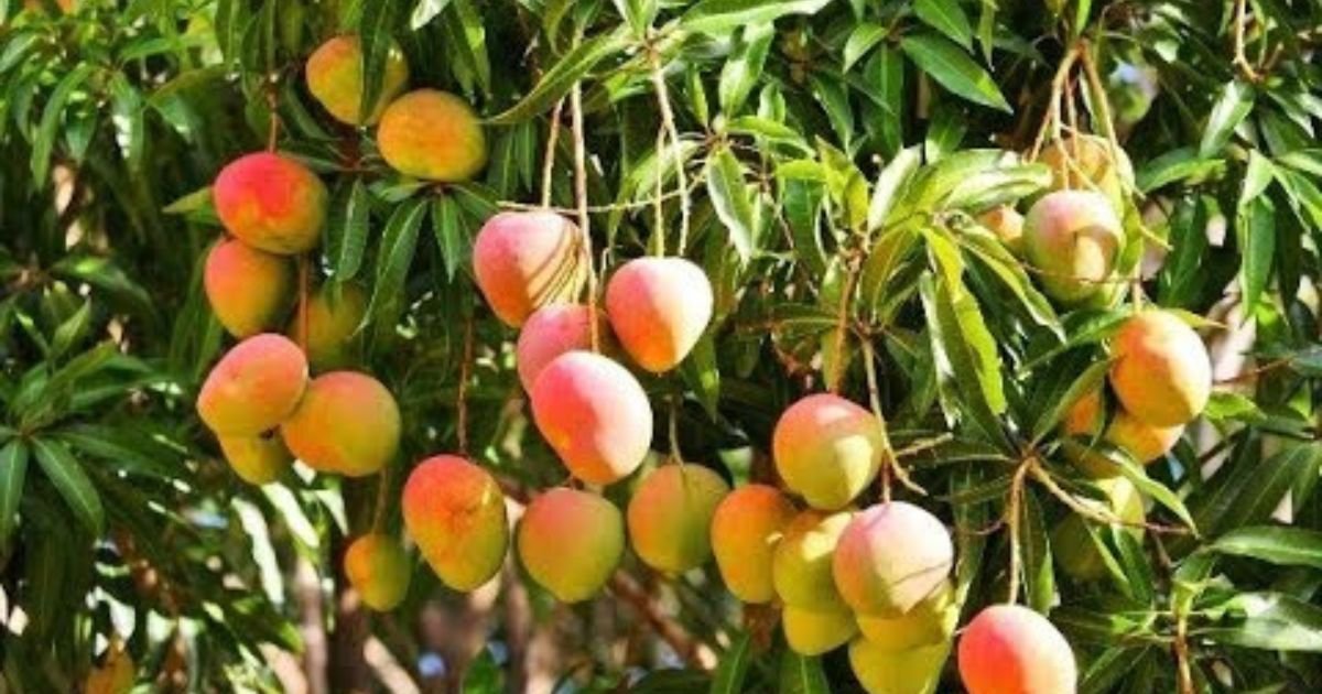 Kenya Cracks Down on Fruit Flies — Mango Exports Skyrocket with Breakthrough Pest Control]
