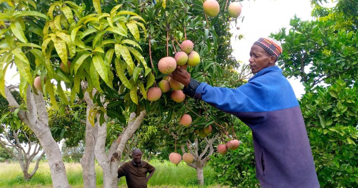 Kenya Cracks Down on Fruit Flies — Mango Exports Skyrocket with Breakthrough Pest Control]
