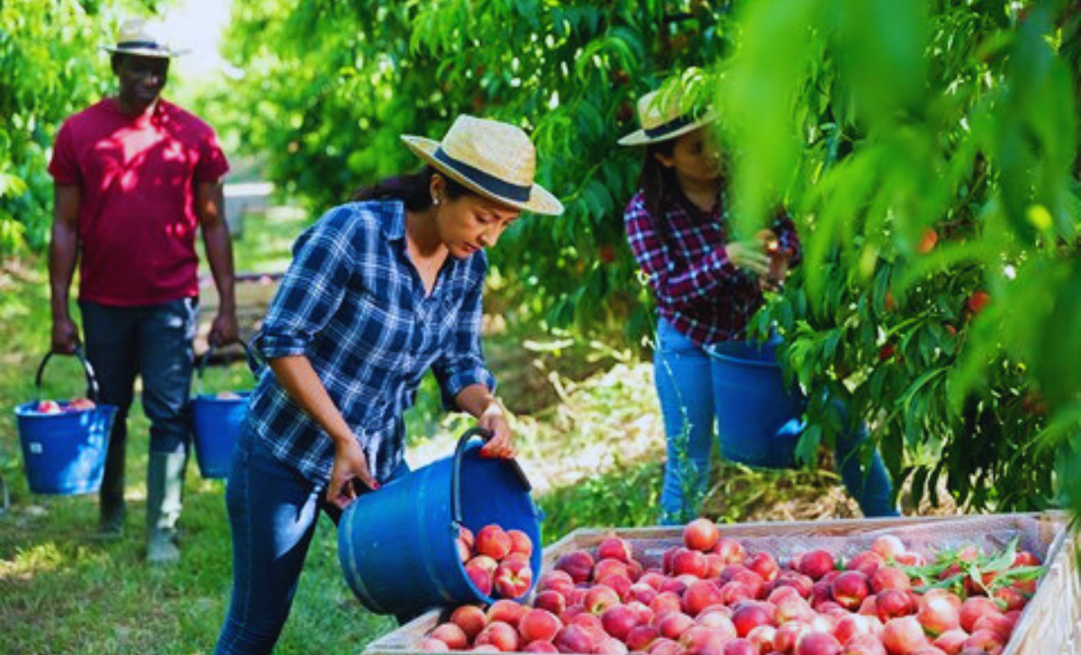 Orchard Worker Jobs in Canada with Visa Sponsorship 2025: A Guide to Work and Grow in Canada 3 Orchard Worker Jobs in Canada with Visa Sponsorship 2025