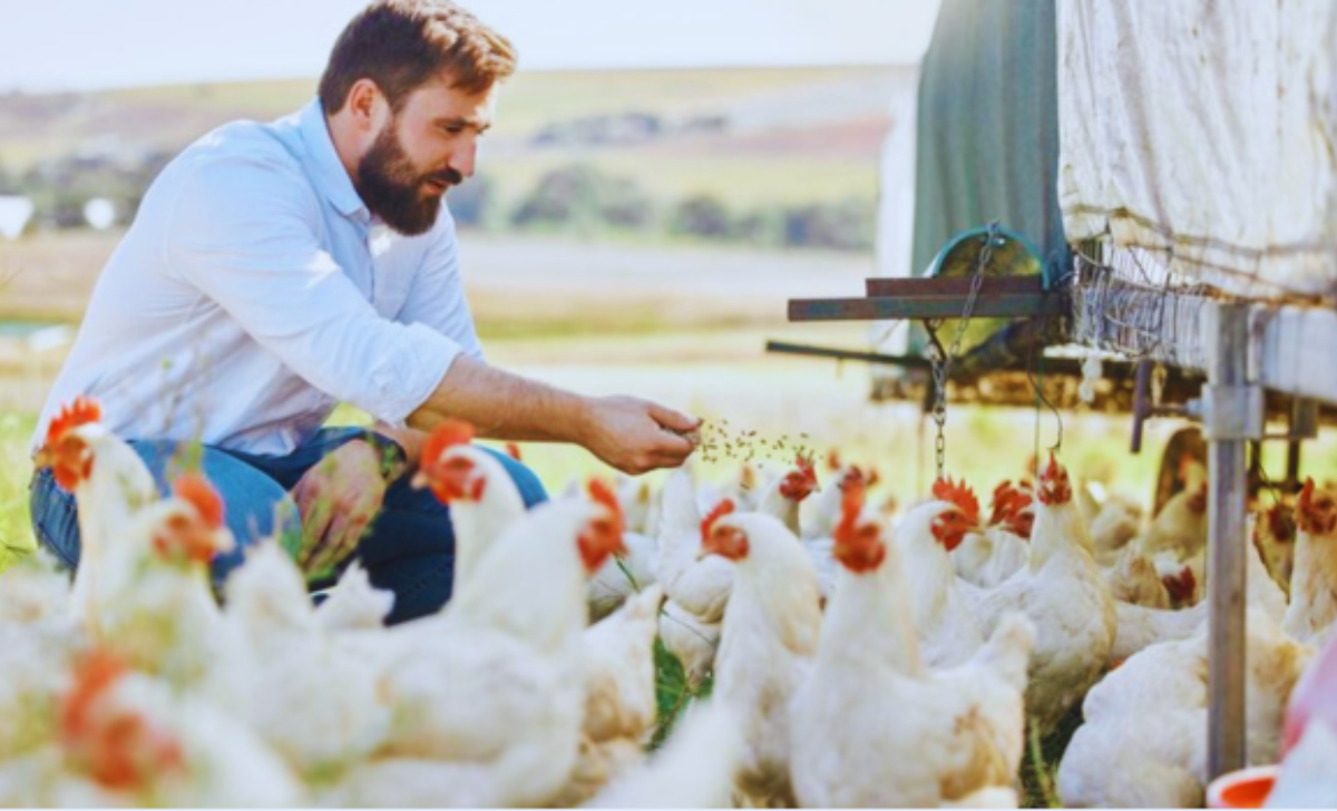 Poultry Farm Worker Jobs in Spain with Visa Sponsorship 2025: Your Path to a Rewarding Career 3 Poultry Farm Worker Jobs in Spain with Visa Sponsorship 2025