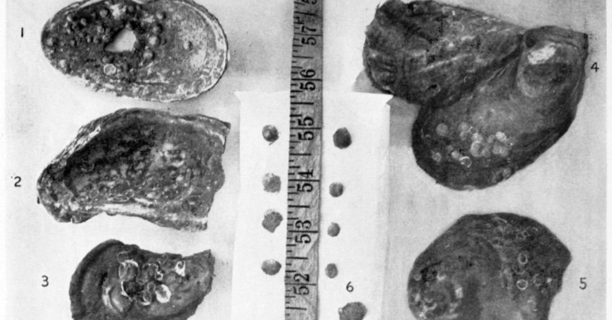The 507-Year-Old Clam That Predates Shakespeare—and Died in a Lab 3 The 507-Year-Old Clam That Predates Shakespeare—and Died in a Lab