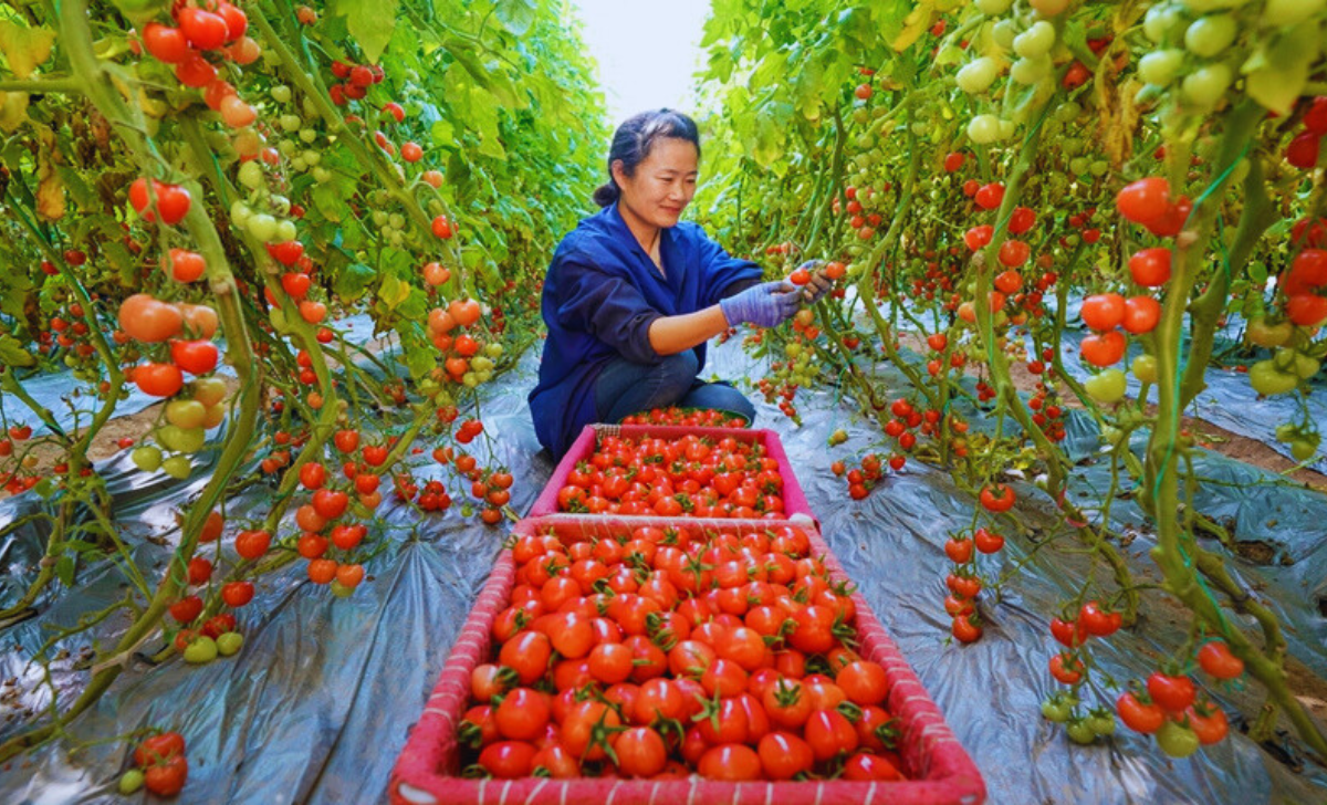 Tomatoes Picking Jobs in Canada with Visa Sponsorship 2025: A Complete Guide 3 Tomatoes Picking Jobs in Canada with visa sponsorship 2025
