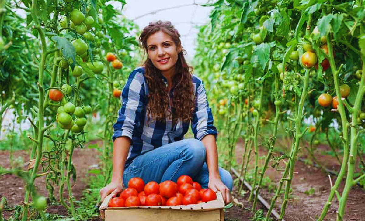 Tomatoes Picking Jobs in Canada with Visa Sponsorship 2025: A Complete Guide 2 Tomatoes Picking Jobs in Canada with visa sponsorship 2025