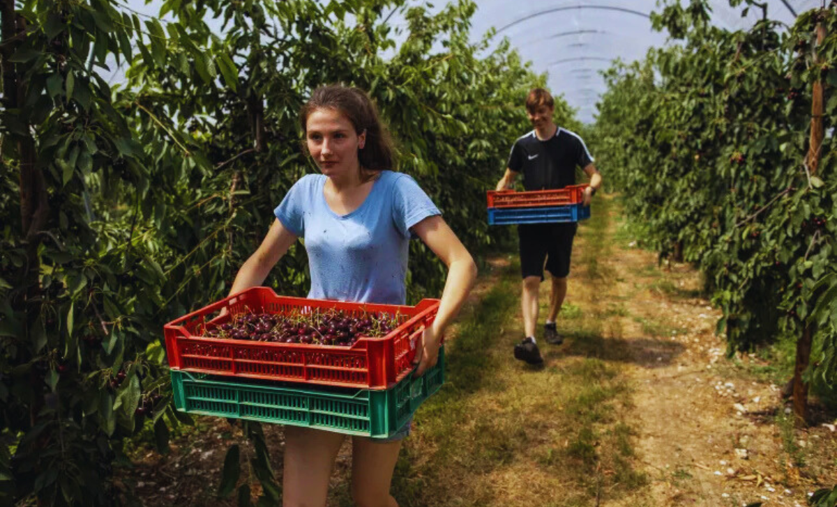 Urgent Fruit Picking Jobs in Australia with Visa Sponsorship 2025 3 Urgent Fruit Picking Jobs in Australia with visa sponsorship 2025